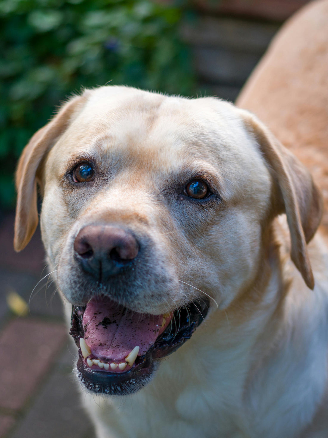 Separation Anxiety in Labrador Retrievers: Why Labs Struggle and How to Help