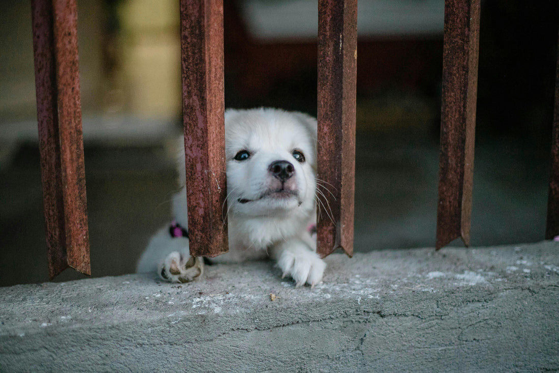 Puppy Separation Anxiety: Why It Happens and How to Prevent It