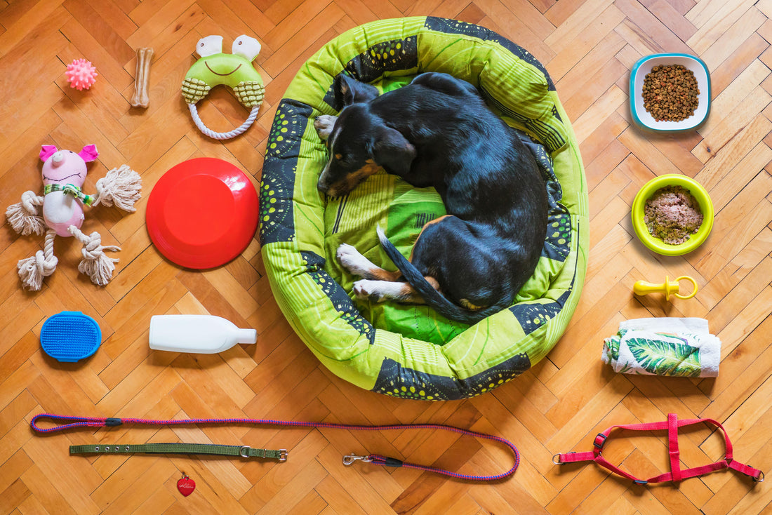 Best Products for Dog Separation Anxiety (2026 Guide)