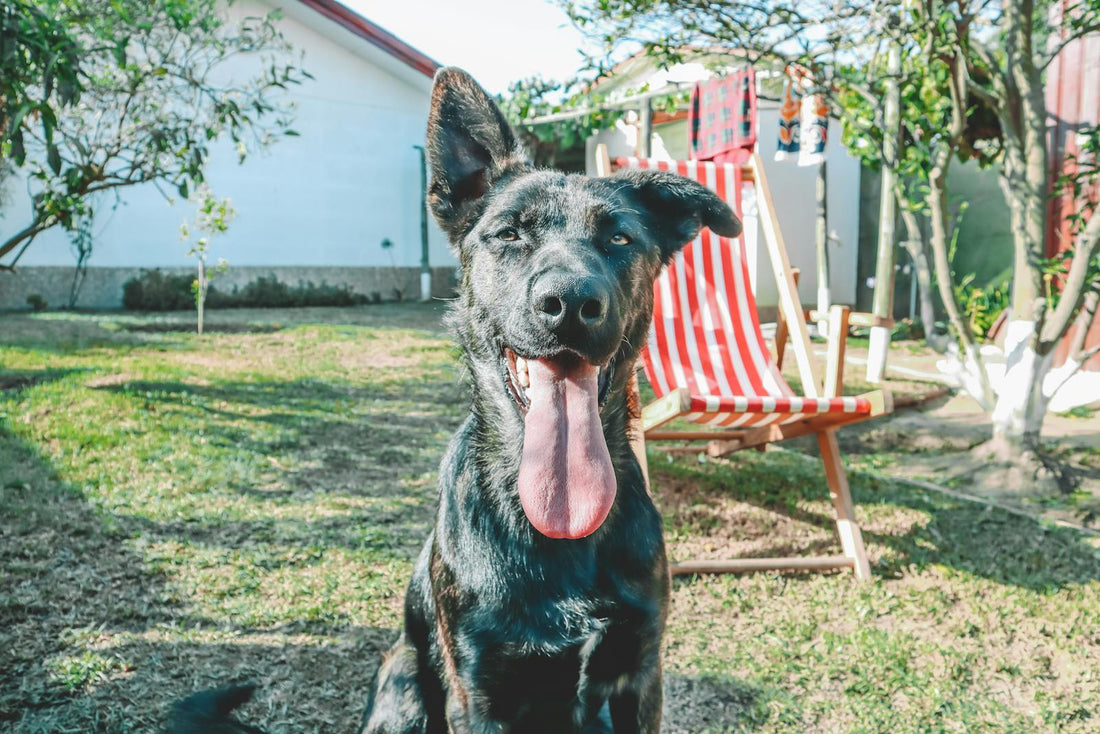 Calm dog in a garden — natural herbal remedies for dog anxiety