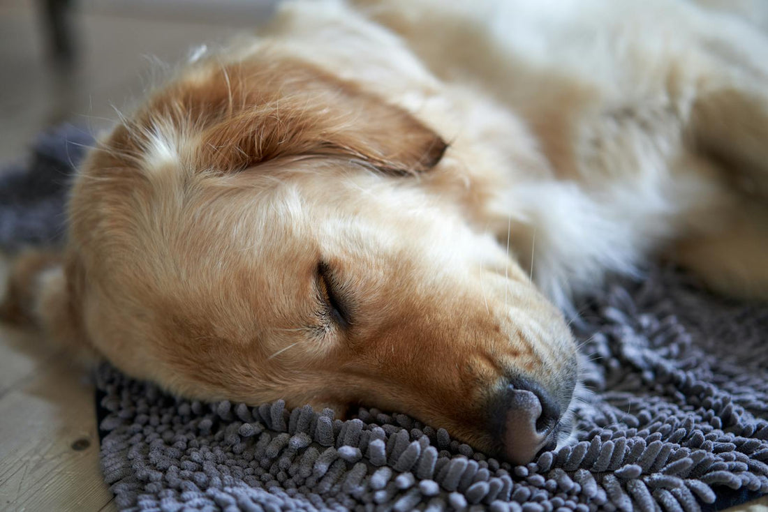 Peaceful sleeping dog — melatonin for dogs anxiety and sleep support