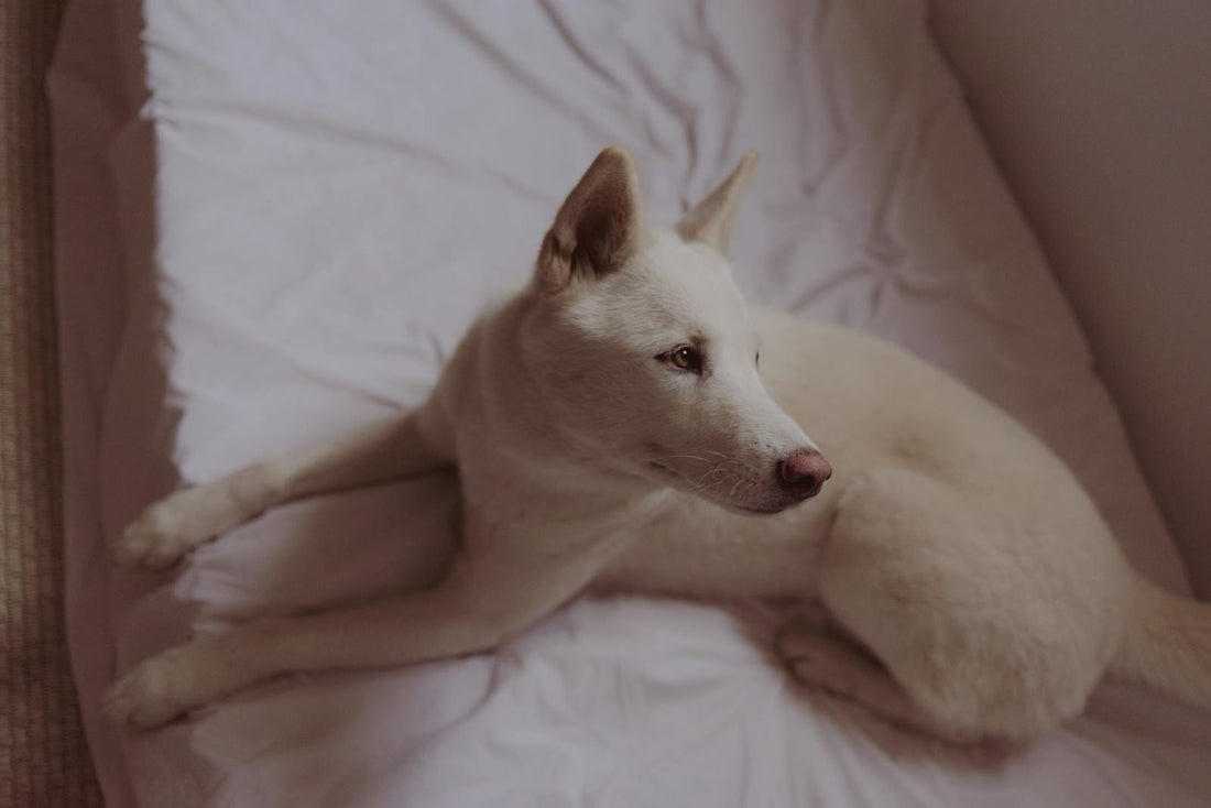 Relaxed dog on a comfy bed — natural alternatives to dog anxiety medication
