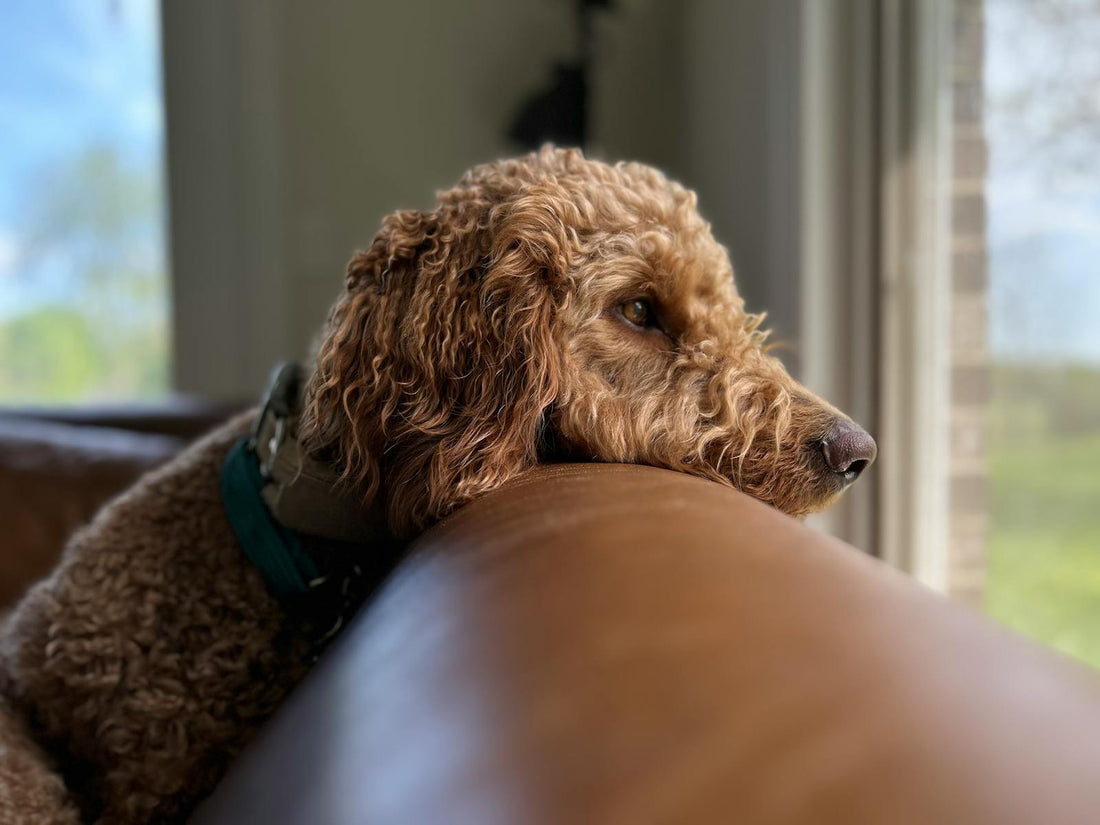 Calm dog resting on a couch at home — over the counter options for dog anxiety
