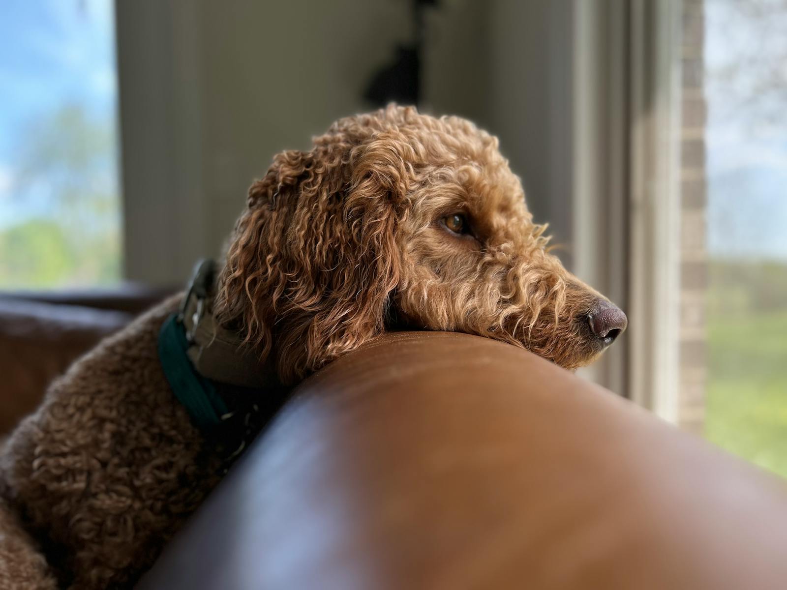 Calm dog resting on a couch at home — over the counter options for dog anxiety