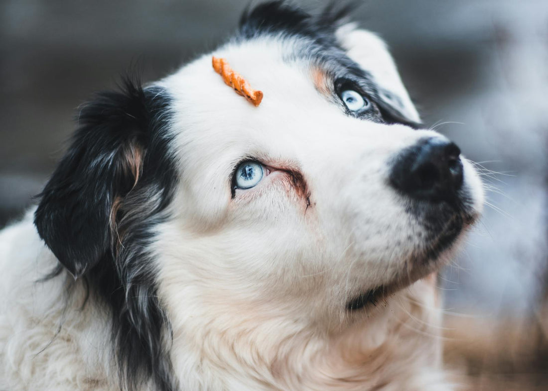 Happy dog with a treat — natural supplement support for anxious dogs