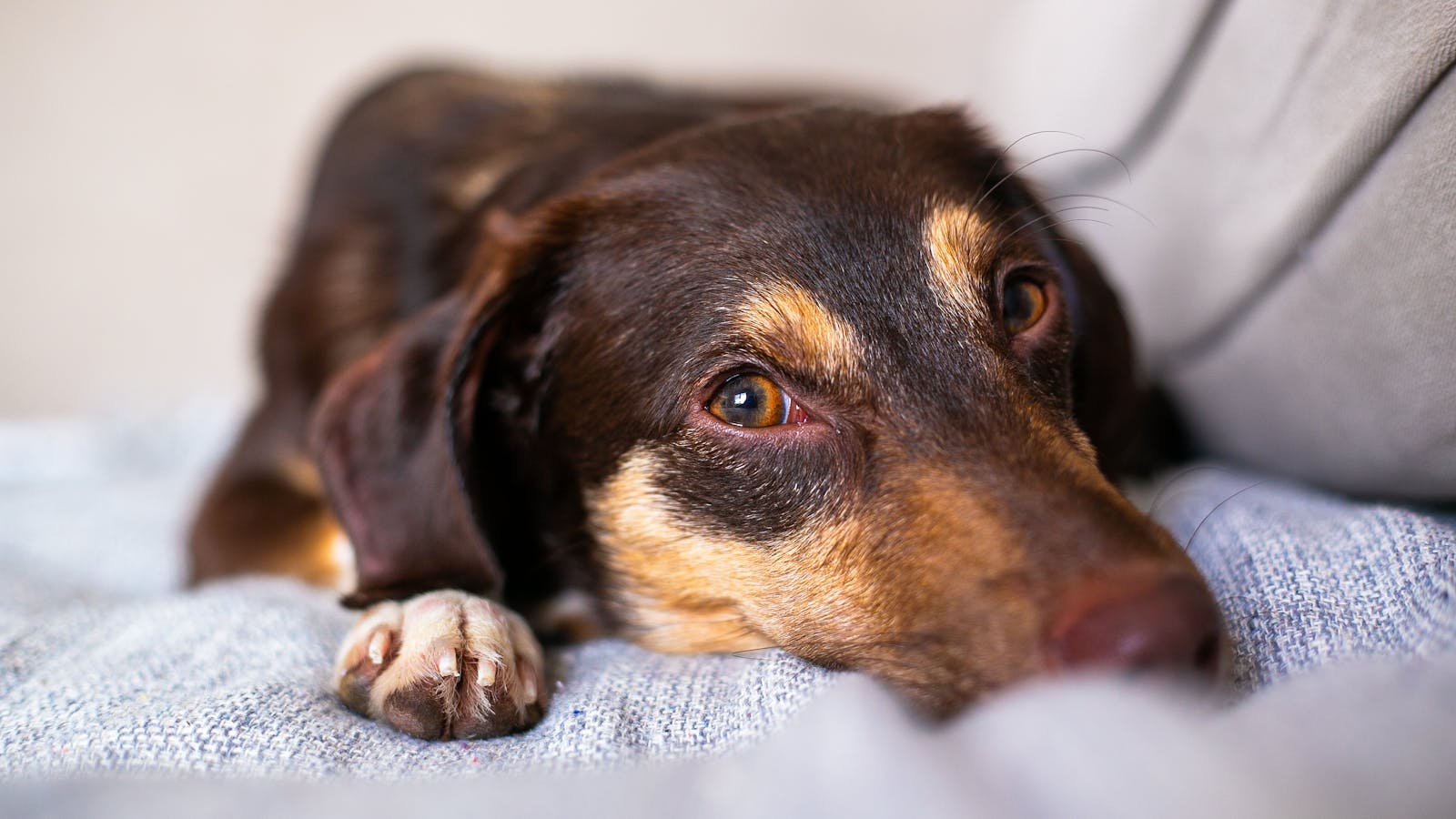 Calm dog resting at home — managing dog anxiety naturally