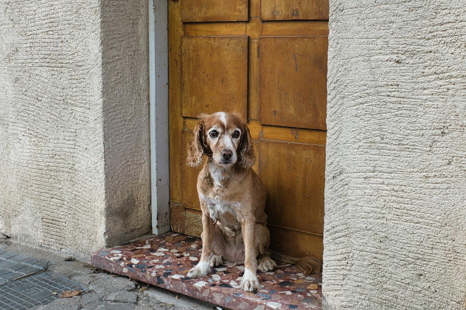 Dog waiting patiently by a door — signs of separation anxiety in dogs