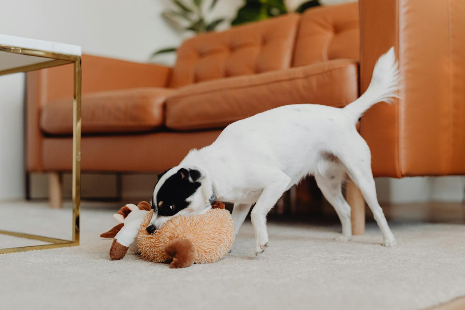 Dog engaging with an enrichment toy — a natural calming strategy for anxious dogs