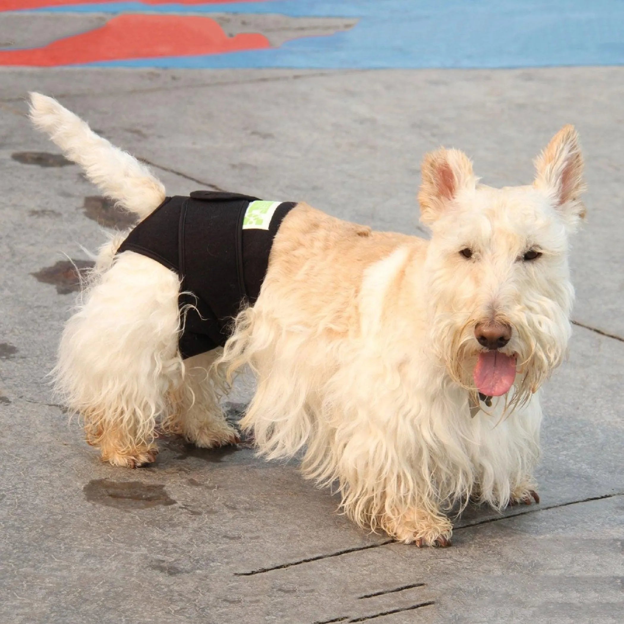 Healers Therapeutic Anxiety Wrap for Dogs — Gentle Pressure Calming Body Wrap